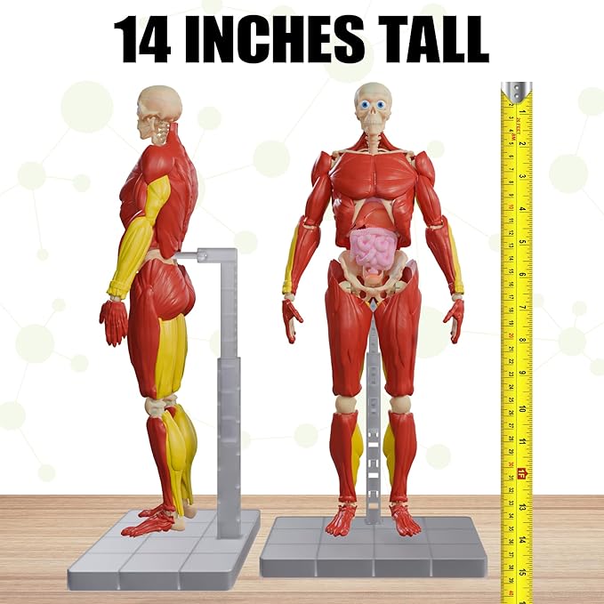 Be Amazing! Toys Interactive Human Body Fully Poseable Anatomy Figure – 14” Tall