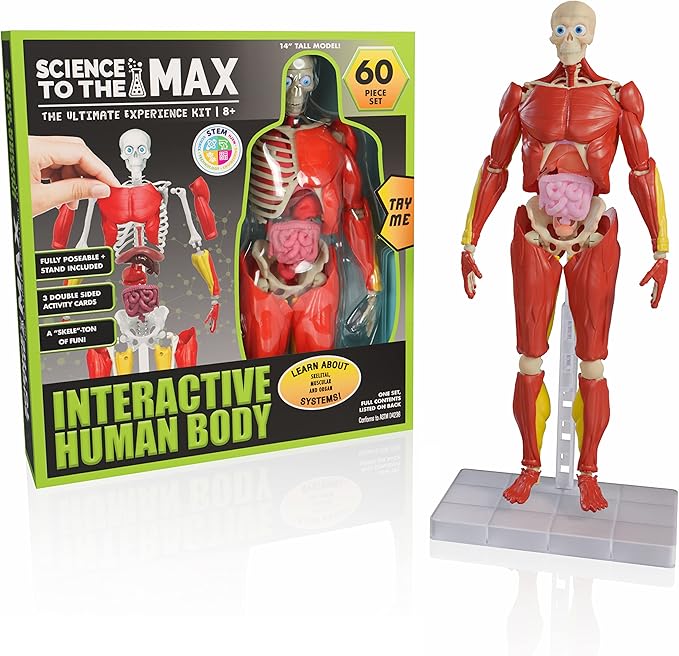 Be Amazing! Toys Interactive Human Body Fully Poseable Anatomy Figure – 14” Tall