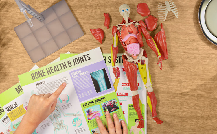 Be Amazing! Toys Interactive Human Body Fully Poseable Anatomy Figure – 14” Tall