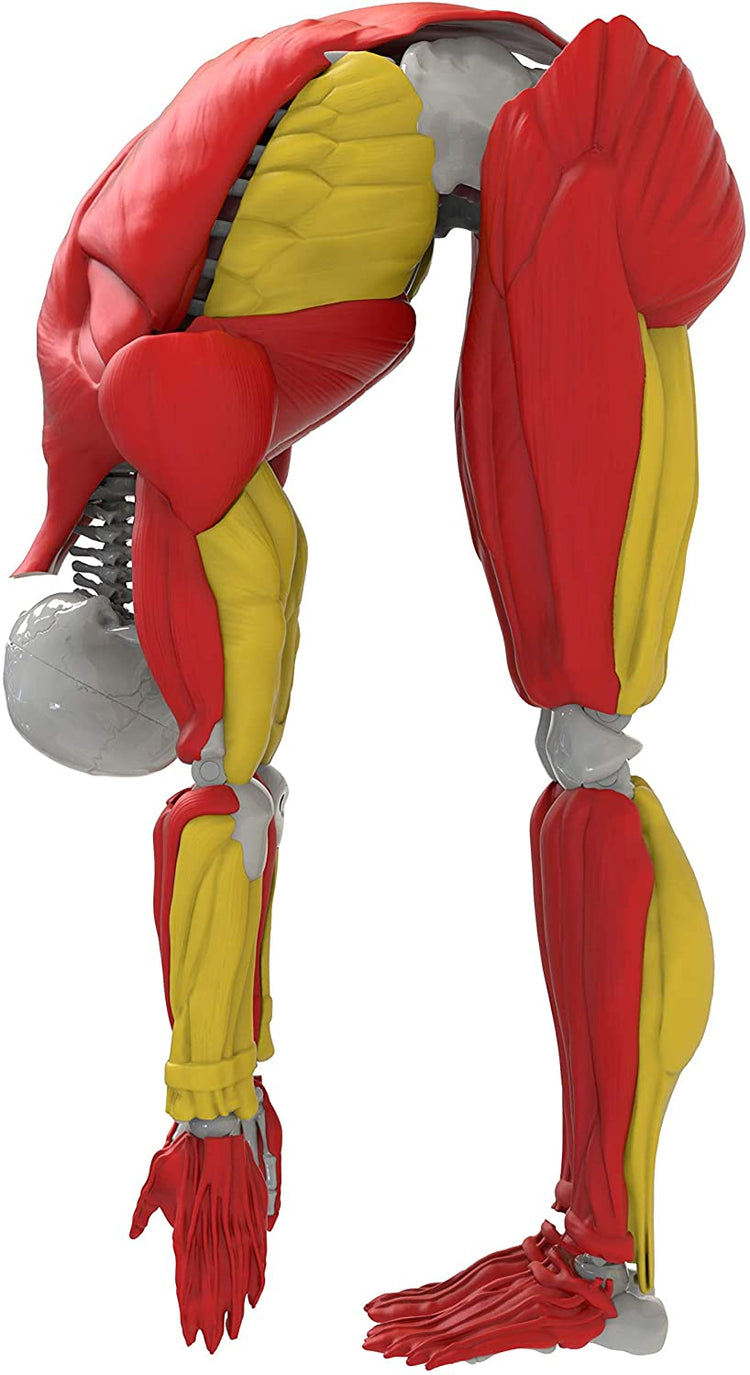 Be Amazing! Toys Interactive Human Body Fully Poseable Anatomy Figure – 14” Tall