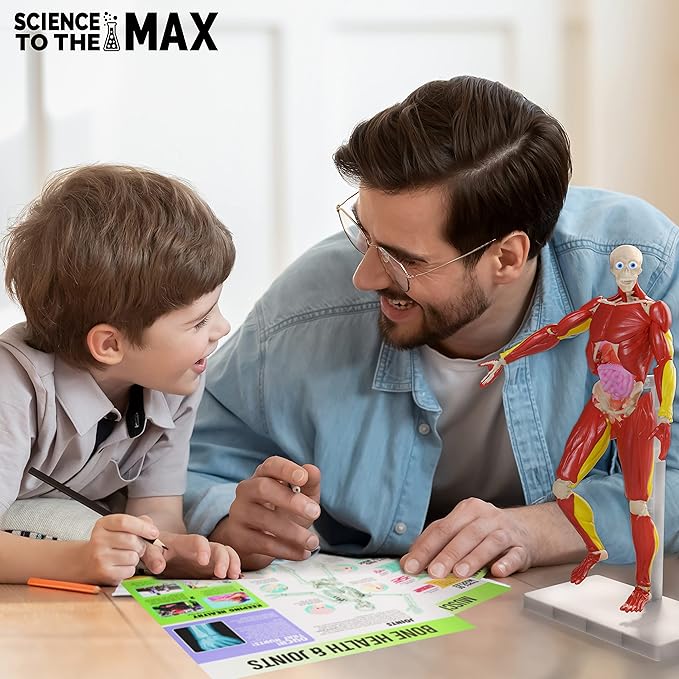 Science to The Max Interactive Human Body Fully Poseable Anatomy Figure - 14” Tall