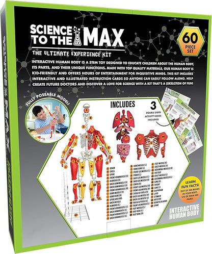 Science to The Max Interactive Human Body Fully Poseable Anatomy Figure - 14” Tall