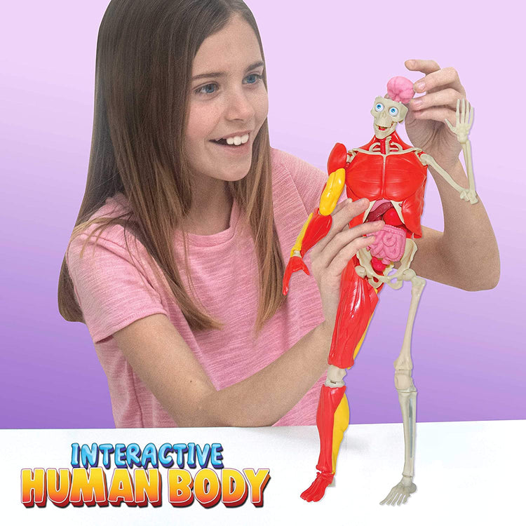 Be Amazing! Toys Interactive Human Body Fully Poseable Anatomy Figure – 14” Tall