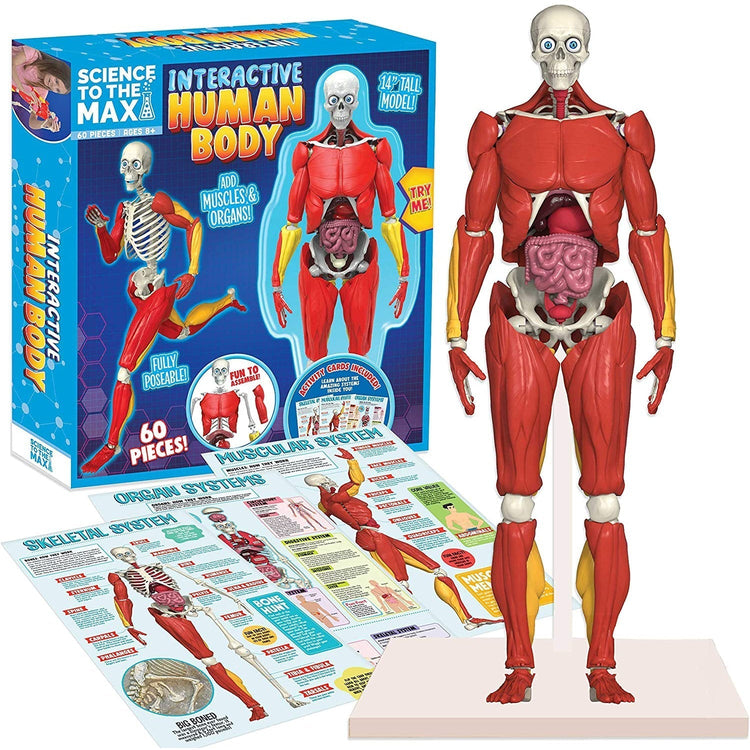 Be Amazing! Toys Interactive Human Body Fully Poseable Anatomy Figure – 14” Tall