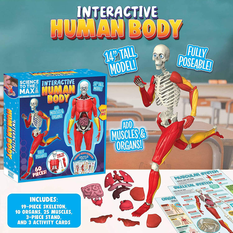 Be Amazing! Toys Interactive Human Body Fully Poseable Anatomy Figure – 14” Tall